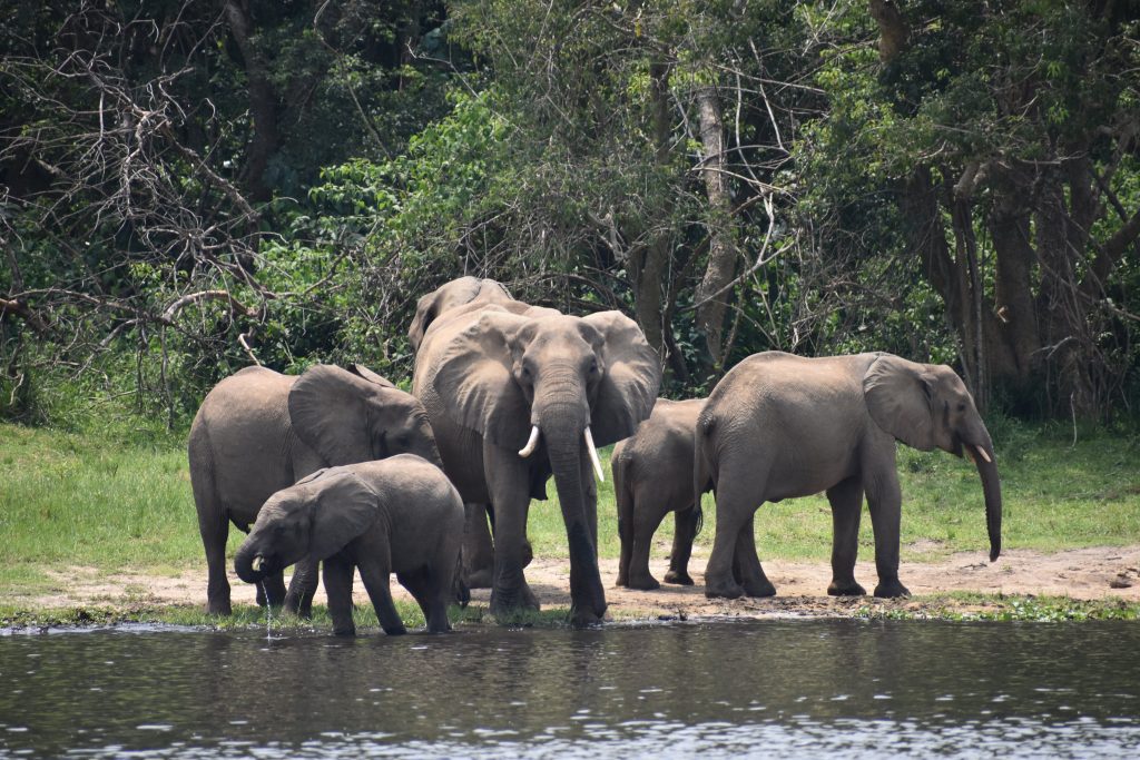 Premiere_Travel_Planners_elephants_uganda_safari